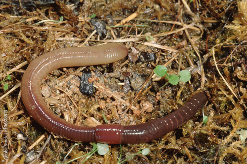 Common Earthworm (Lumbricus Terrestris)