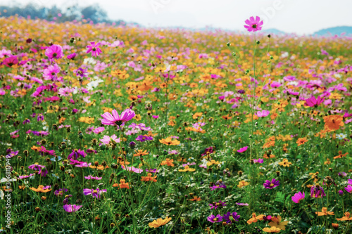 Colorful cosmos in park.