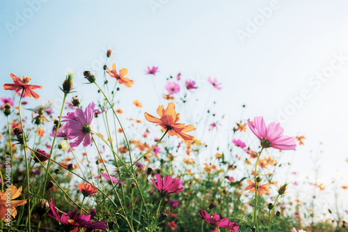 Cosmos with colorful at sunlight.