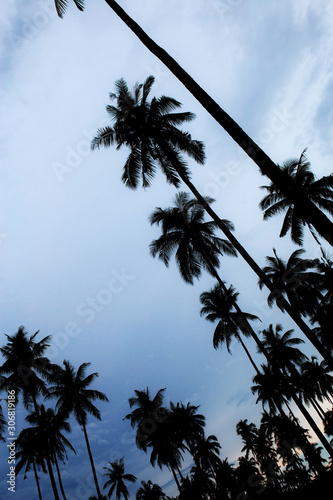 Palm tree with silhouettethe at sky.