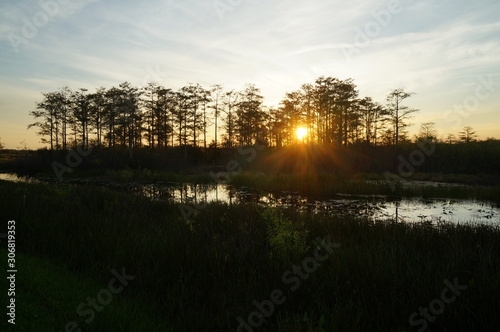 sunset in the swamp
