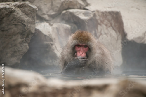 Portrait of Japanese Snow Monkey Macaque bathing in natural outdoor hot spring while snowing in winter season, Jigokudani Monkey Park, Nagano, Japan © KW4NG