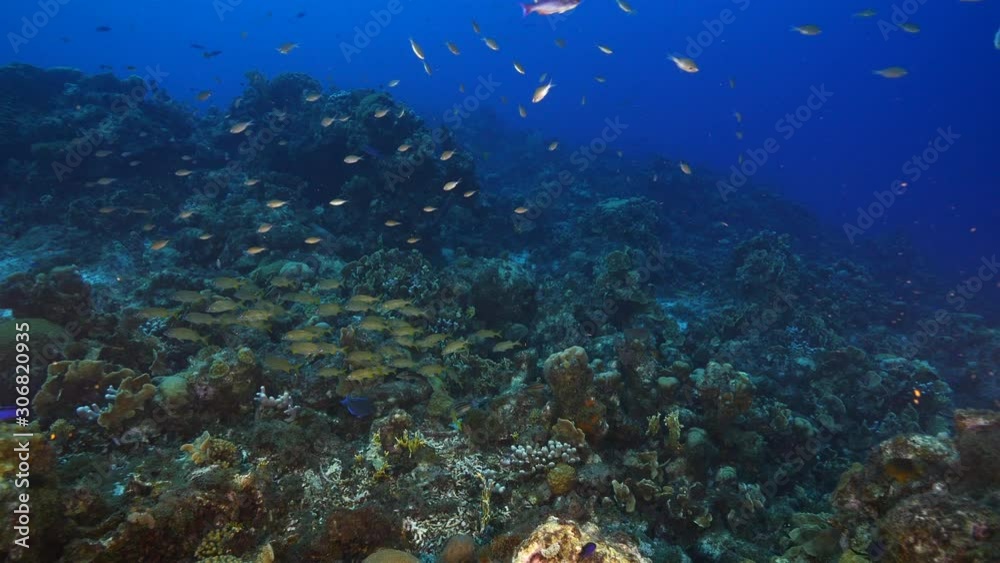 Seascape of coral reef in Caribbean Sea / Curacao with fish, coral and sponge Seascape of coral reef in Caribbean Sea / Curacao with fish, coral and sponge