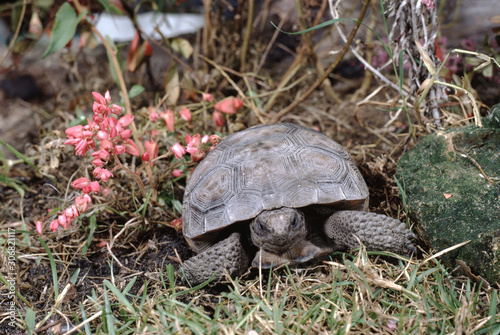 Gopher Tortoise (Gopherus Polyphemus)