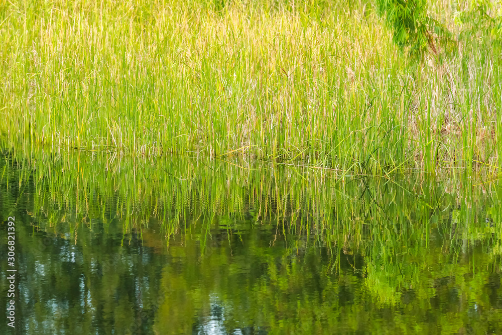 grass and reflection on the water for natural background. grass and reflection on the water for natural background.