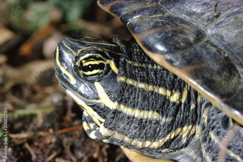 Peninsula Cooter Turtle (Pseudemys Peninsularis)