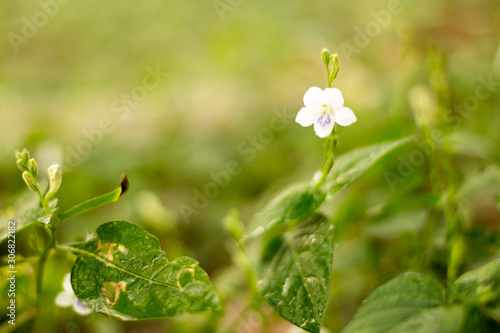 White wild flower