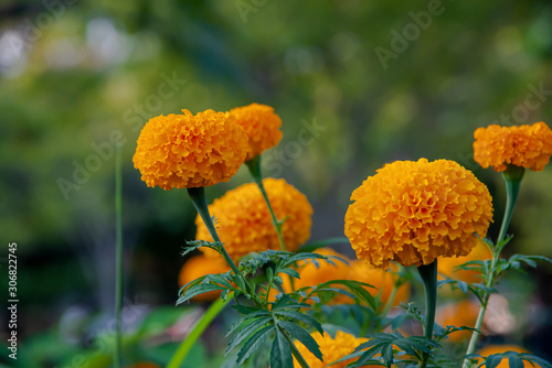 Marigold flowers are blooming.