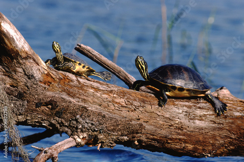 Peninsula Cooter Turtle (Pseudemys Peninsularis)