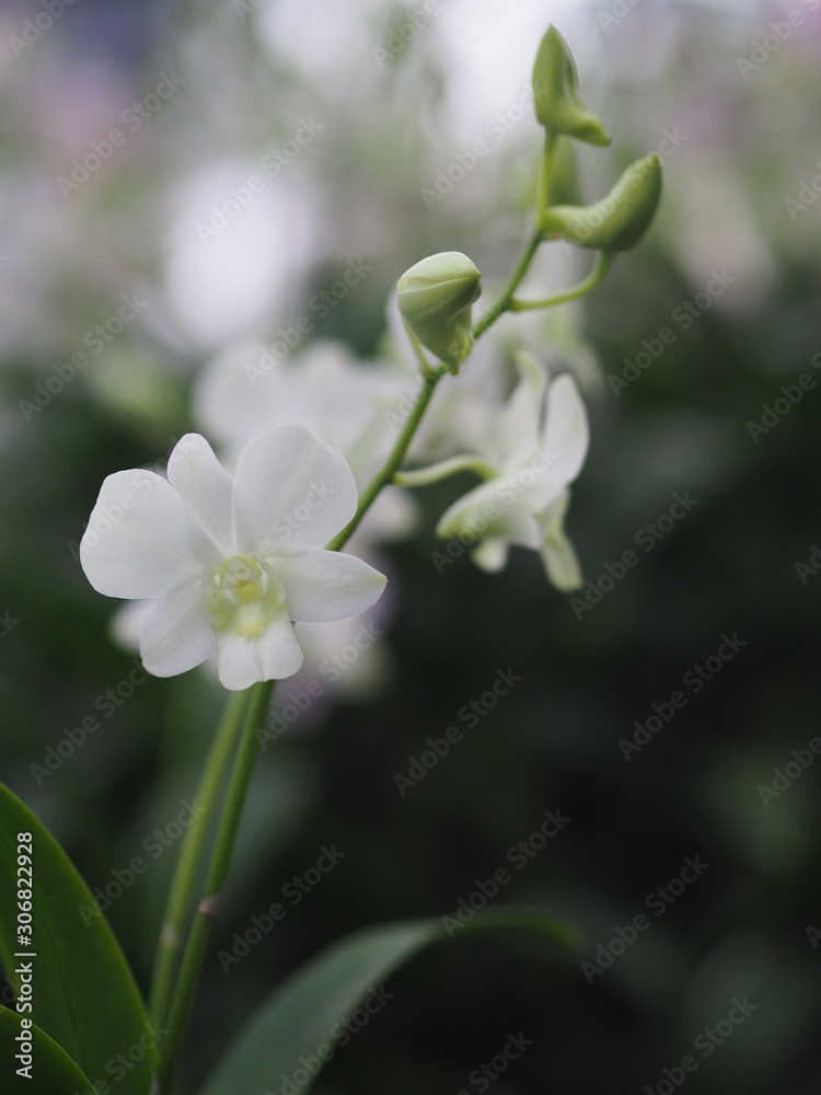 Orchid flower and green leaves background in the garden. Orchid flower and green leaves background in the garden.