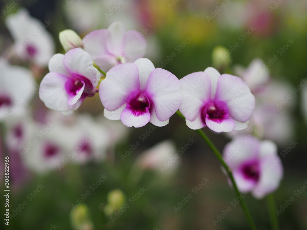 Orchid flower and green leaves background in the garden. Orchid flower and green leaves background in the garden.