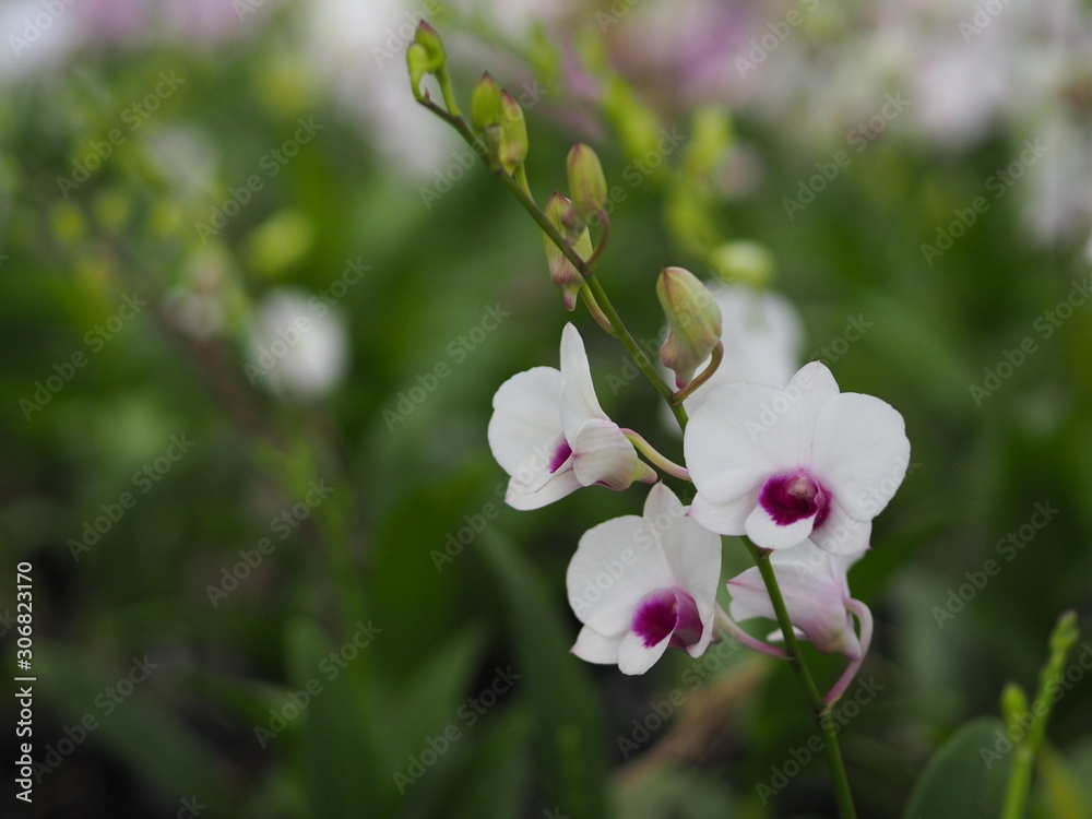 Orchid flower in garden at winter or spring day for postcard beauty and agriculture idea concept design. Vanda Orchid.