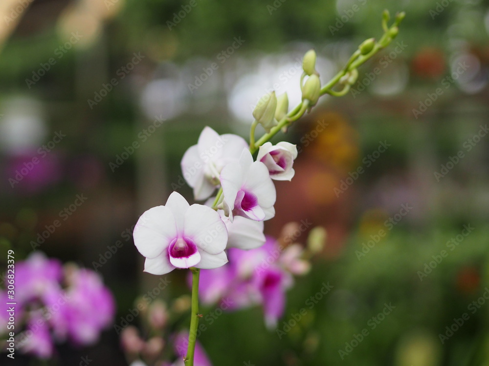 Orchid flower and green leaves background in the garden.
