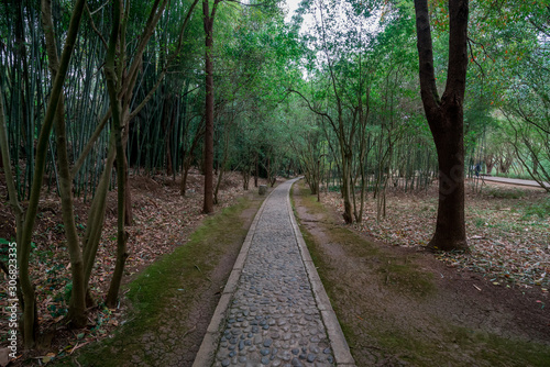 foot path in to the wild