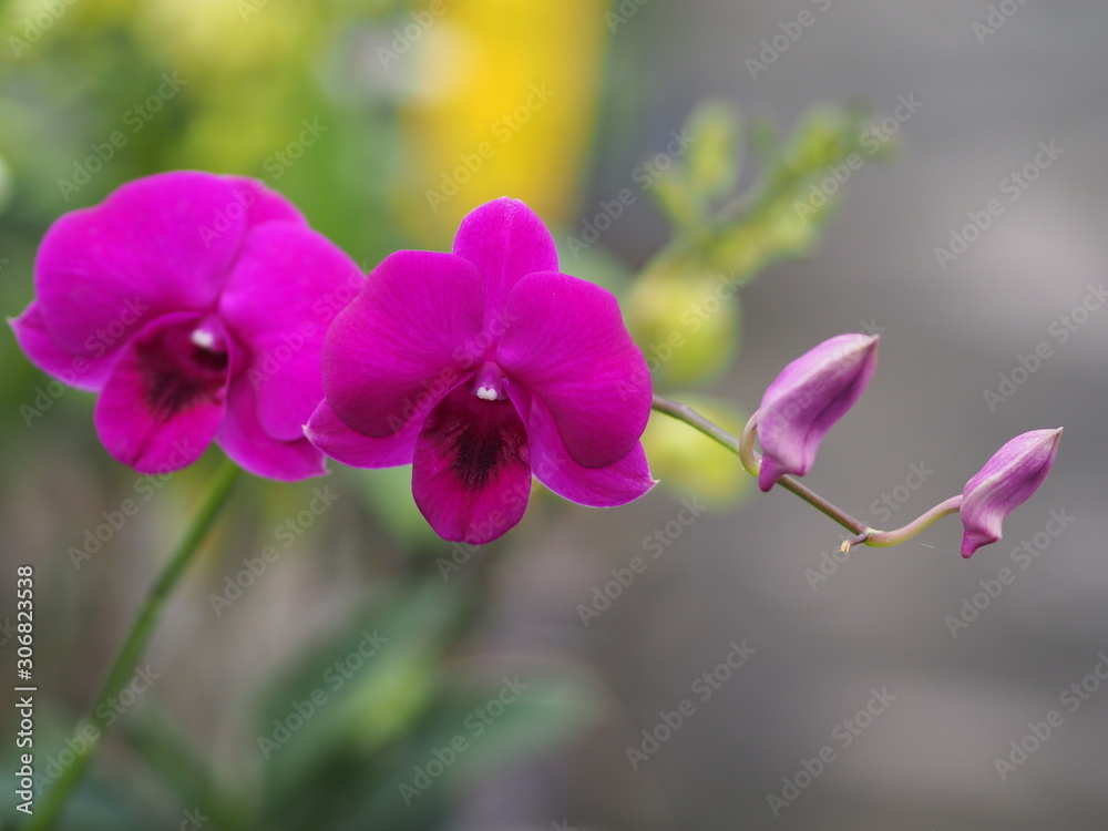 Obraz premium Orchid flower in garden at winter or spring day for postcard beauty and agriculture idea concept design. Vanda Orchid.