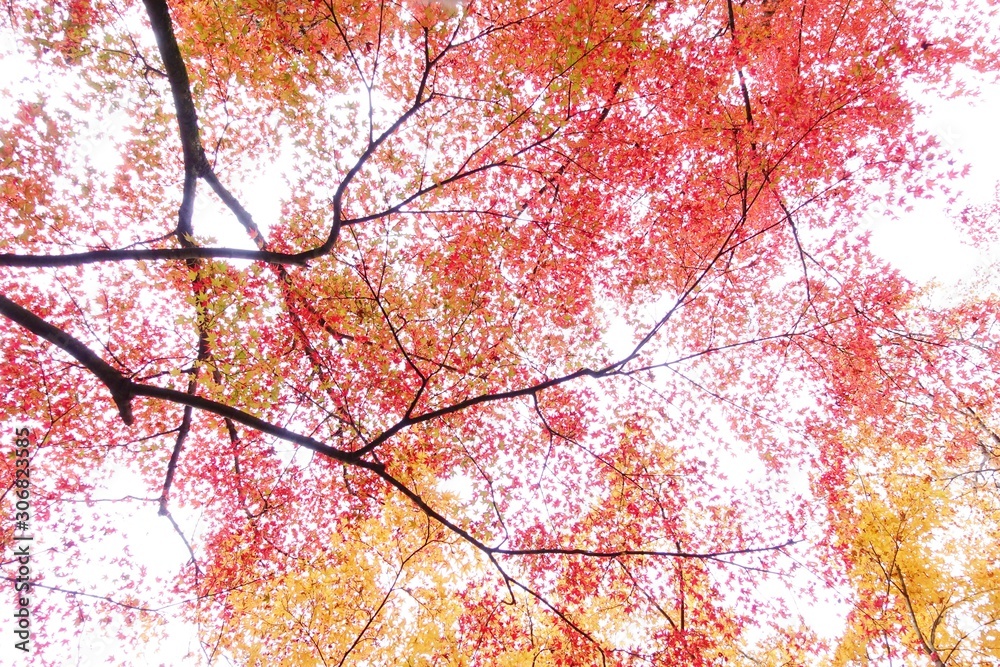 Low angle view of autumn tree leaves and twigs in red and yellow colour conveys peaceful and tranquil feeling.