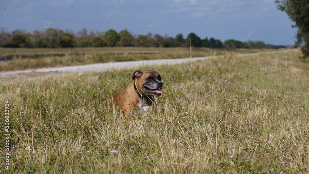 Dog plays fetch in a field Dog plays fetch in a field