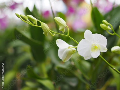 Orchid flower and green leaves background in the garden.
