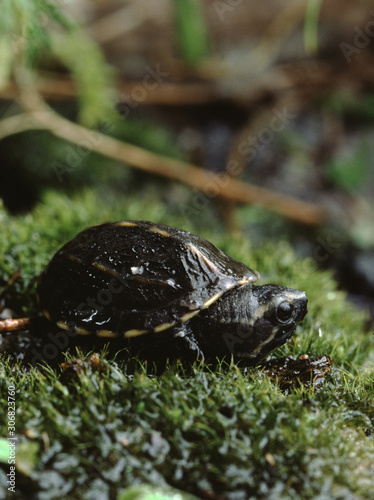 Stinkpot Turtle (Sternotherus Odoratus) Baby