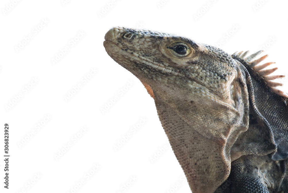 Obraz premium male black spiny-tailed iguana, Ctenosaura similis, Manuel Antonio National Park, Costa Rica, Central America