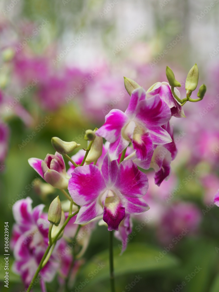 Orchid flower and green leaves background in the garden.