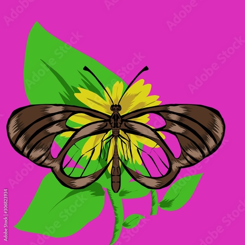 butterfly on flower 