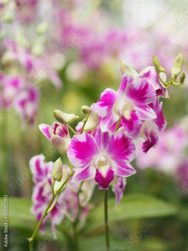 Orchid flower in garden at winter or spring day for postcard beauty and agriculture idea concept design. Vanda Orchid.