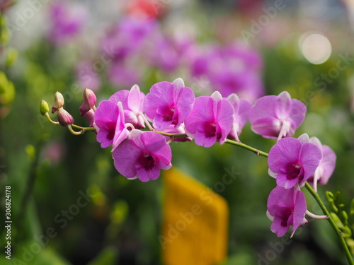 Orchid flower in garden at winter or spring day for postcard beauty and agriculture idea concept design. Vanda Orchid.