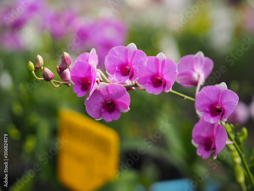 Orchid flower in garden at winter or spring day for postcard beauty and agriculture idea concept design. Vanda Orchid.