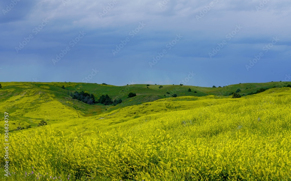 Obraz premium Yellow Blooms at Badlands National Park