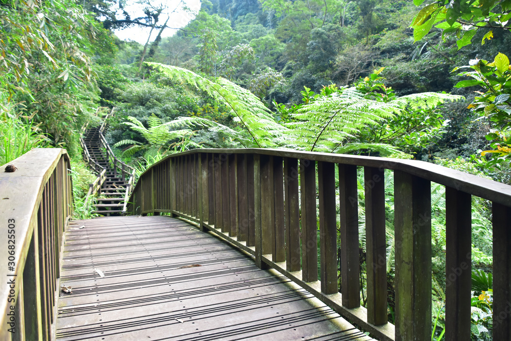 Obraz premium Bamboo creek trail hiking in Chiayi, Taiwan