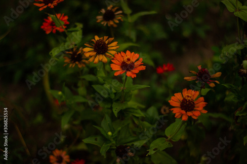 beautiful cosmos flower or flower kenikir which blooms in the backyard garden of Sleman, Indonesia. photo