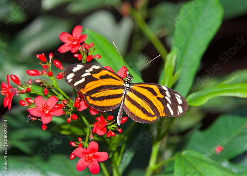 Heliconius hecale, the tiger longwing, Hecale longwing, golden longwing or golden heliconian butterfly, side view drinking nectar from small red flowers. Top view.