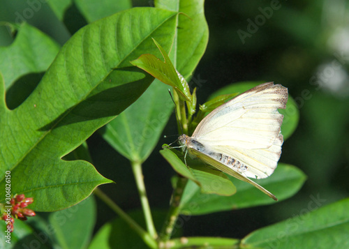 white butterfly with black wing tips, Ascia monuste, the great southern white or pirpinto, sitting on dark green leaves. Profile view. photo