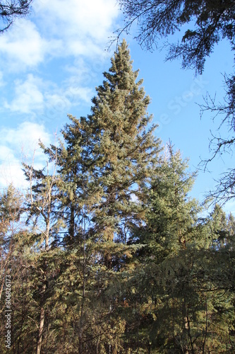 Grand Spruce Tree, Whitemud Park, Edmonton, Alberta © Michael Mamoon