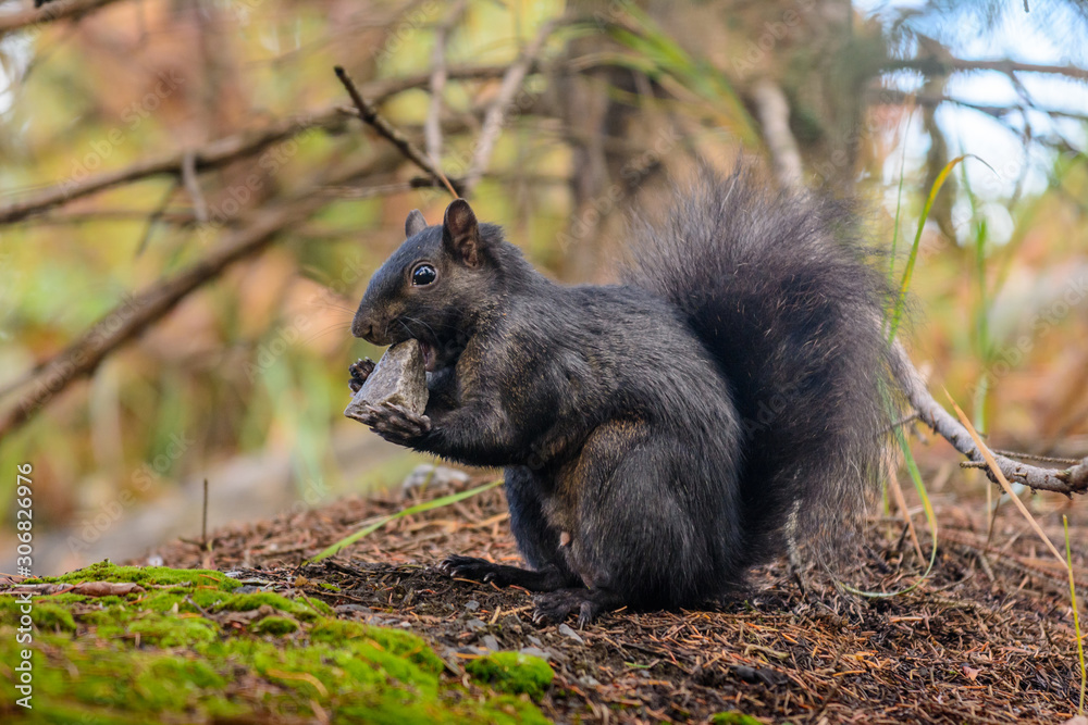 Obraz premium Confused Squirrel