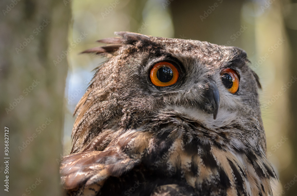 Obraz premium Eurasian Eagle Owl