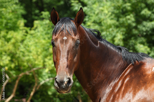 Dressage sportive horse portrait in ranch outdoor   © horsemen