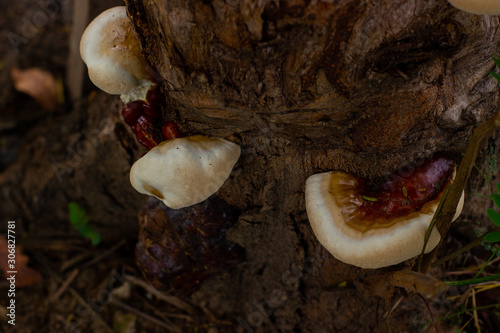 Ganoderma is a genus of polypore fungi in the family Ganodermataceae found in forest growing on a tree. photo