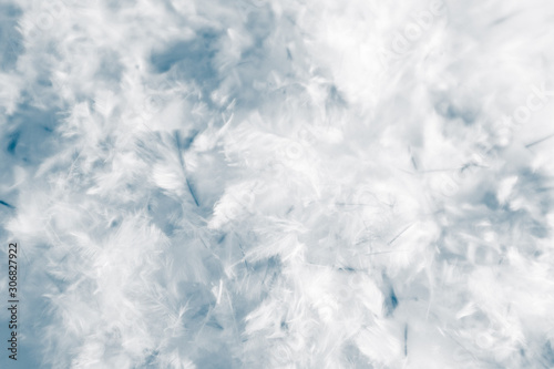 Beautiful abstract colorful white purple and blue feathers on dark background and soft white pink feather texture on white pattern