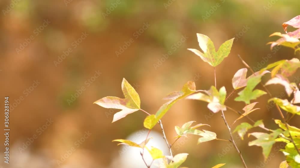 Beautiful flowers and mountain views Beautiful flowers and mountain views