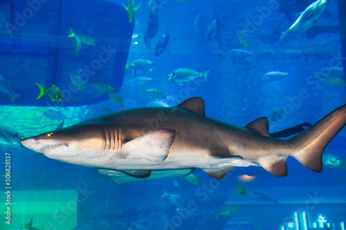 shark in dubai aquarium