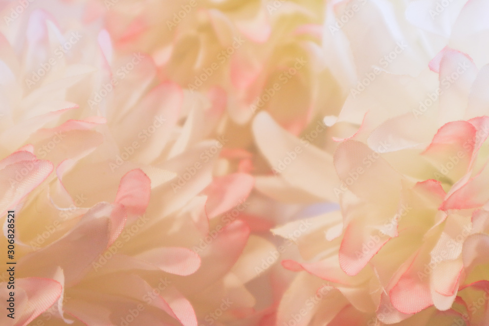 Obraz premium Beautiful abstract color pink and white flowers background and pink flower frame and white and pink background texture 