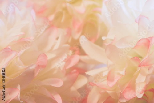 Beautiful abstract color pink and white flowers background and pink flower frame and white and pink background texture  © Weerayuth