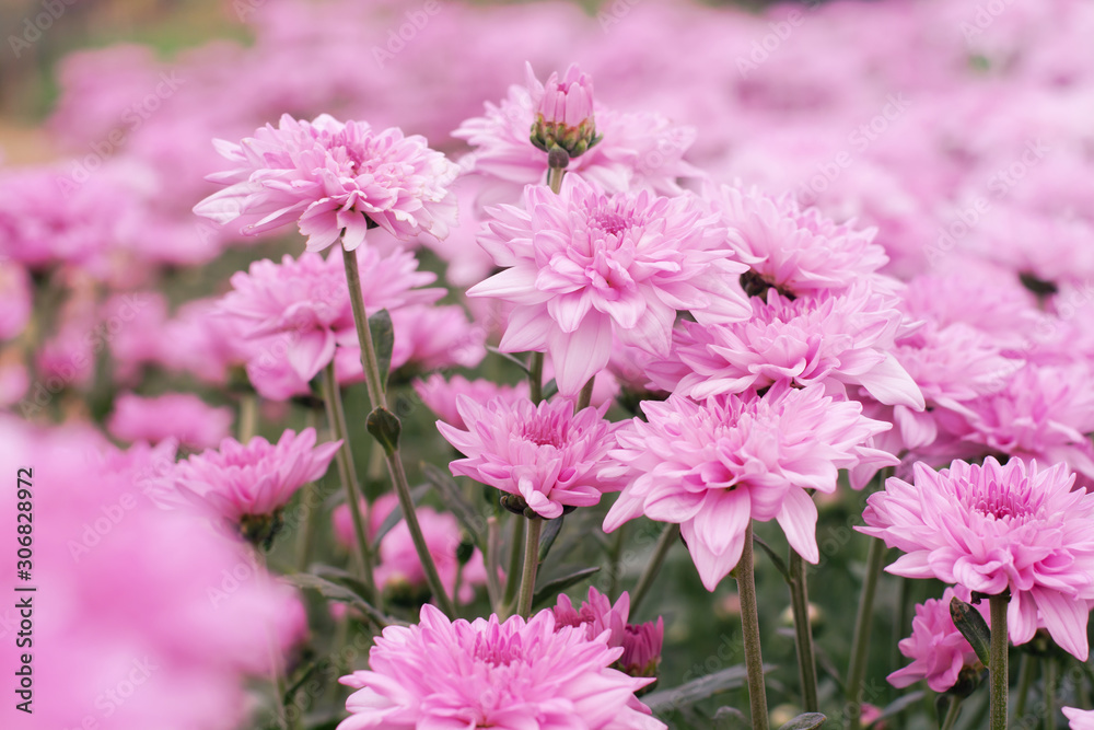 Beautiful pink chrysanthemum in the garden Beautiful pink chrysanthemum in the garden