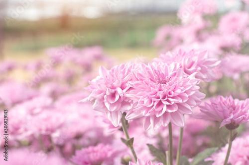Beautiful pink chrysanthemum in the garden