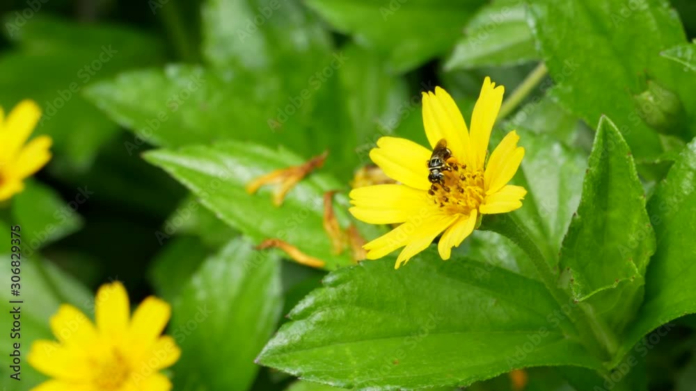 Bee are looking for nectar and pollen. From yellow flowers Which has a green leaf background. Bee are looking for nectar and pollen. From yellow flowers Which has a green leaf background.