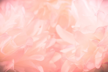 Beautiful abstract color pink and white flowers background and pink flower frame and white and pink background texture 