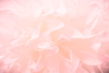Beautiful abstract color pink and white flowers background and pink flower frame and white and pink background texture 