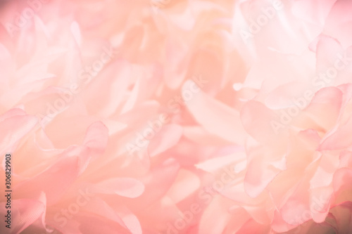 Fototapeta Naklejka Na Ścianę i Meble -  Beautiful abstract color pink and white flowers background and pink flower frame and white and pink background texture 